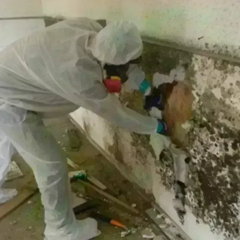 Mold Remediation and Removal in Wills Point, TX